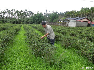 花蓮縣積極發展有機農業，舞鶴山有機紅茶形成在地特色。（圖／記者賴淑禎攝）