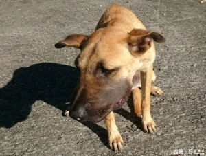 圖說：樟湖所所飼的愛犬捕蛇受傷，po文引警友按讚轉傳而英名遠播。（記者簡勇鵬翻攝）