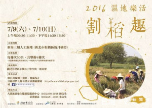 高管處推出以米的故事、割稻體驗及DIY等割稻趣活動即日起開放報名。（圖／記者黃村杉攝）