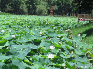 環保體育愛臺灣嘉年華會活動，訂於九日在東勢林業文化園區荷花生態池畔豋場。（記者黃玉鼎攝）