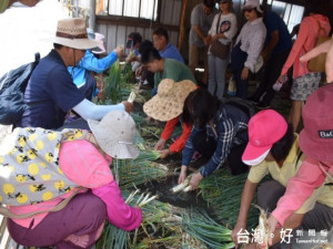 105年一區一特色「認識鄭成功廟與文化」，六十餘位眾在導覽志

工的率領參觀鄭成功廟宇。並在文曲里嚐試洗青蔥樂趣。（記者陳榮昌攝）