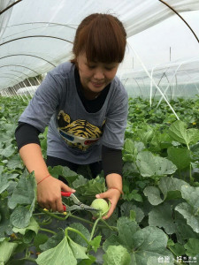 青農蔡妙娟