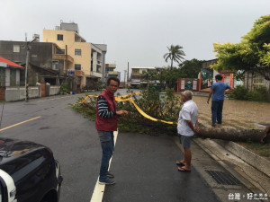 北門遊客中心後面南洋杉樹倒，學甲警方戒備中。（記者邱仁武／攝）

