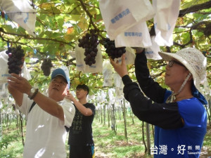 外埔區永豐里洪俊義，長期接受農政專家的輔導，採合理施肥

，生產汁多、甜度高的巨峰、蜜紅等兩種燕晶葡萄，一家都投入採摘

及包裝等生產工作，在農忙時刻顯得親子又和樂。
                                          (記者陳榮昌攝)