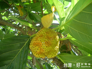 石岡土牛客家文化館後方的百年麵包樹，樹枝上已結出金黃色的麵包果。（記者黃玉鼎）　