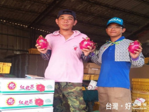 外埔區紅龍果達人范振清，召回兒子范博程、范俊賢倆兄弟返鄉務

農，各自在四分地研種多月，父子經常會商技術，迄對種植技術大有
心得。（記者陳榮昌攝）