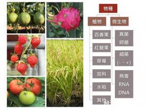 農試所研發成功生物檢測法。林重鎣攝