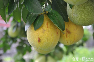 文旦柚轉色期東方果實蠅危害造成表皮流膠。