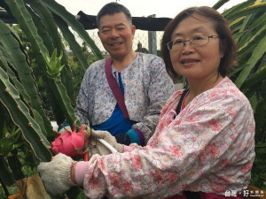 陳建銘夫婦一同種植火龍果