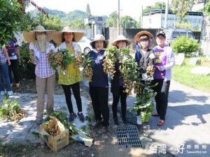 大里農會發動四健會員採龍眼。林重鎣攝