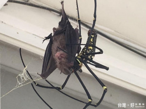 古坑華南國小學生上了一堂台灣小蹄鼻蝠遭人面蜘蛛飽餐的活生生自然課。（記者簡勇鵬翻攝）