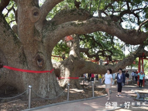 后里區眉山村千年大樟公樹（澤民樹），每年中秋節一到，眾多的義子

女從全國各地返回與樹公團圓，場面熱鬧，值得各界共襄盛舉。（記者陳榮昌攝）
 