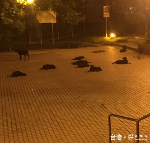 前行政院長游錫堃18日晚間在臉書上PO出一段影片，短短12秒影片中，只見十多隻野狗聚集在新北土城線形公園。游錫堃詢問網友「這個公園，晚上有人敢去嗎？」（圖／取自游錫堃臉書）