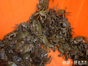 秋天到，大甲溪螃蟹開始生產，市場上每斤約六百元之價格，因量不多而可見老饕們的搶購。（記者陳榮昌攝）