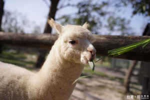 頑皮世界野生動物園88年就有引進羊駝，來草泥馬區就可以看到牠們可愛模樣。（記者邱仁武／攝）