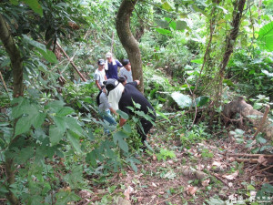 秋來除「蔓」 創造健康森林　全民聯手 捍衛生態環境