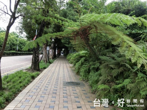  科博館植物園西屯路人行道旁筆筒樹被折損。（記者賴淑禎攝）