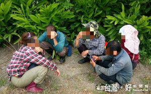虎尾警方在二崙鄉有機地瓜園內查獲越南籍共14名合法期限來台觀光或探親之外僑非法工作。（記者陳昭宗拍攝）