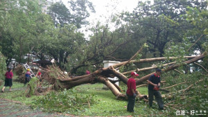 嘉義公園樹木受損搶修中 市民鄉親暫勿進入以保障安全

