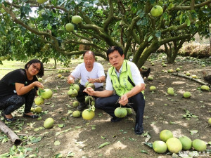 梅姬風姨狂捲掃全台　強風吹的柚農慘「柚」慘