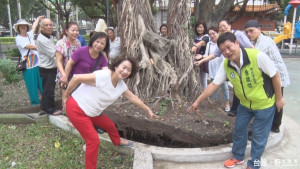 樹倒驚見營建廢棄物　民代質疑施工草率