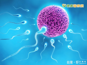 精子向前衝！　含鋅食物有助改善男性不孕