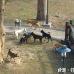 大甲區公所行政大樓周圍流浪狗充斥，在公園大小便之外，讓路過、洽公

人士看得心裡發毛。（記者陳榮昌攝）
