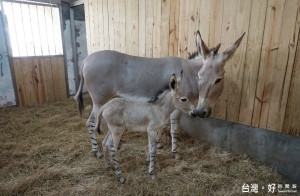 原棲地不到600頭，非洲野驢誕生了（圖／台北市立動物園）