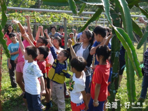 外埔區水流東休閒農業發展協會，舉辦105年度水流東親子食農教育體

驗活動，五十餘位小朋友在家長們的陪同參觀紅龍果園，高興的了解

常吃的紅龍果，原來是生長在這種樹上。（記者陳榮昌攝）