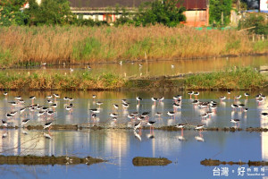 大批野鳥飛臨宜蘭境內的水田濕地，熱鬧極了。〔圖／荒野保護協會王俊明拍攝提供〕
