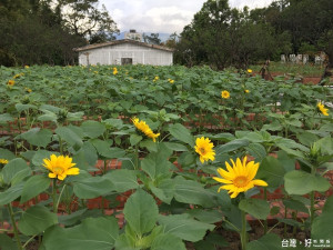士林官邸菊展登場，10萬盆菊花迎賓（圖／北市工務局公園處提供）