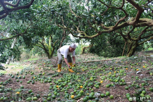 古坑椪柑遭梅姬颱風災損慘重卻未能獲補助，近百柑農前往陳情要求申復。（記者簡勇鵬攝）