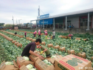 冬季蔬菜變便宜　大白菜高麗菜均價跌破11元