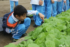 圖:小朋友很高興發現菜蟲