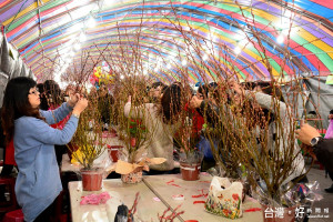 又逢銀柳盛產，三星青蔥銀柳節就要登場。〔圖／三星地區農會提供〕