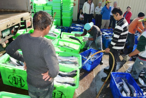 寒流帶來先頭烏魚　線西漁民大賺500萬