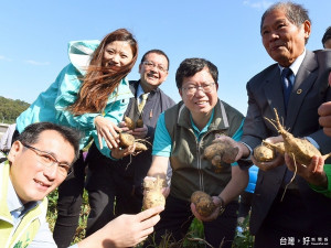「2016年桃園市甘藷節暨苦茶油產業文化嘉年華會活動」在桃園市龜山大坑地區舉辦，鄭文燦市長表示支持在地農業提高農民收益