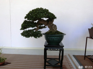 樹齡逾百年的山採樹小品盆景（記者賴淑禎攝）