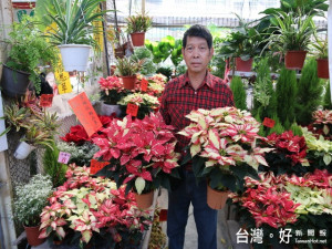國光花市有新品種聖誕紅。林重鎣攝
