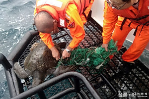 蘇澳海巡隊員為欖蠵龜割除漁網。〔圖／蘇澳海巡隊提供〕