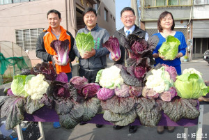 彰市菜農試種紫色白菜成功　汁多飽滿吸引全場目光