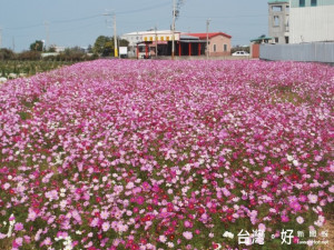  中市海線地區農田，境路旁田間，七彩花卉迎風搖曳，花香四溢、

黃色彩的油菜花更具美味，途過觀賞心曠神怡，且適合年假中閤家觀

賞拍照留念。（記者陳榮昌攝）