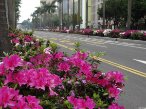 台北3月仁愛路的杜鵑花