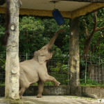 為了吃美食，大象起身打「拳擊沙包」（圖／台北市立動物園）