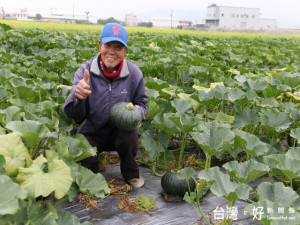 大里黑海栗南瓜上市。林重鎣攝