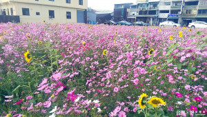 波斯菊