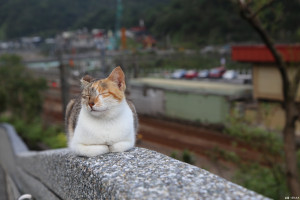 猴硐貓村-世界六大賞貓景點