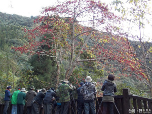 大雪山林道二十三點五公里處的山桐子鮮紅果實結實纍纍，引來人鳥聚集。（圖／東勢林區管理處提供）