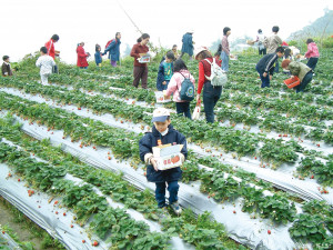 許多遊客前往苗栗大湖摘採草莓。（圖／苗栗縣政府農業處）