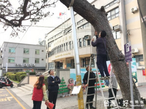 外埔區百年老松樹患病，樹木專家為其治病，民眾期望老樹早日回春

。（記者陳榮昌攝）